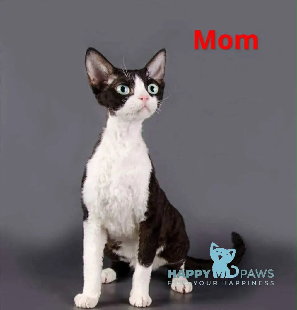 Luna Devon Rex female black bicolour live animals