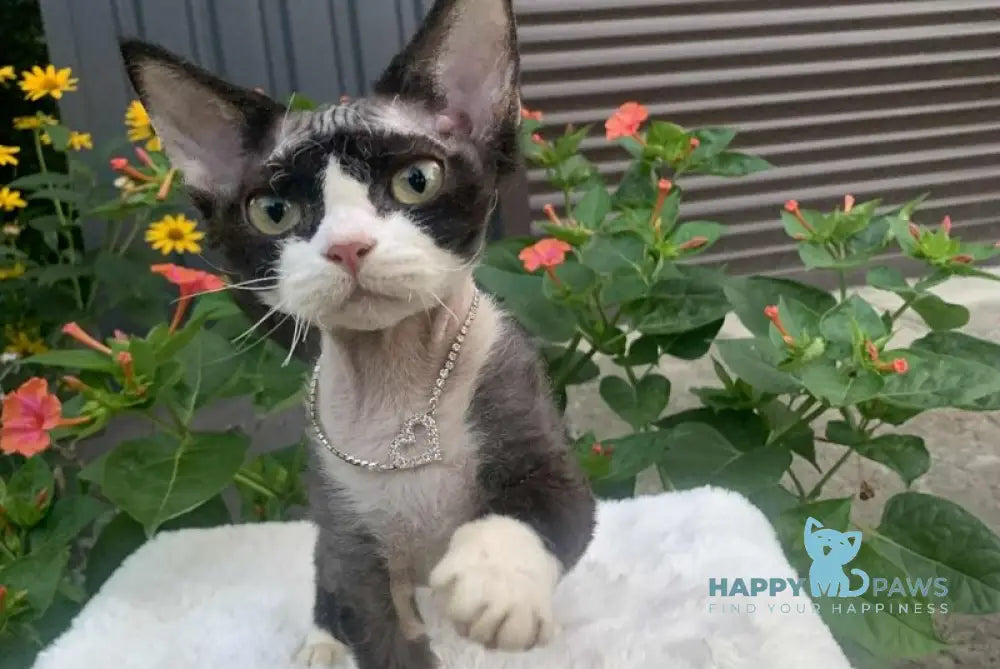 Luna Devon Rex female black bicolour live animals