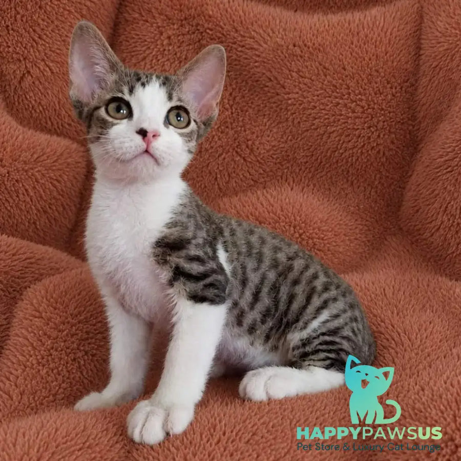 Luna Devon Rex female black bicolour tabby - live animals