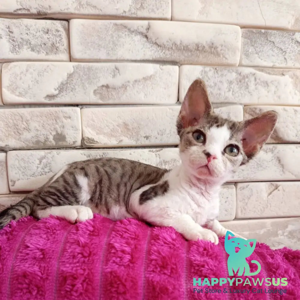 Luna Devon Rex female black bicolour tabby - live animals