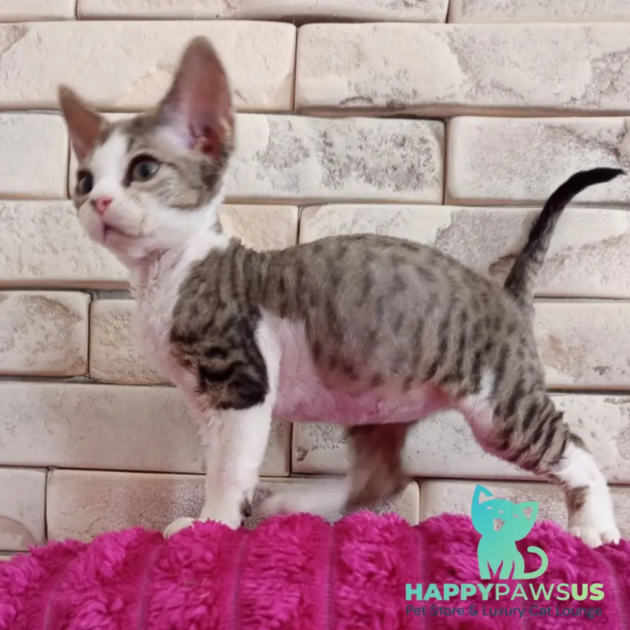 Luna Devon Rex female black bicolour tabby - live animals