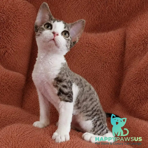 Luna Devon Rex female black bicolour tabby - live animals
