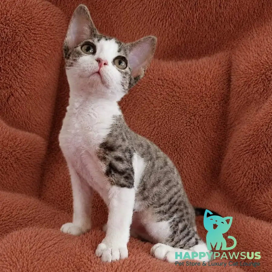 Luna Devon Rex female black bicolour tabby - live animals