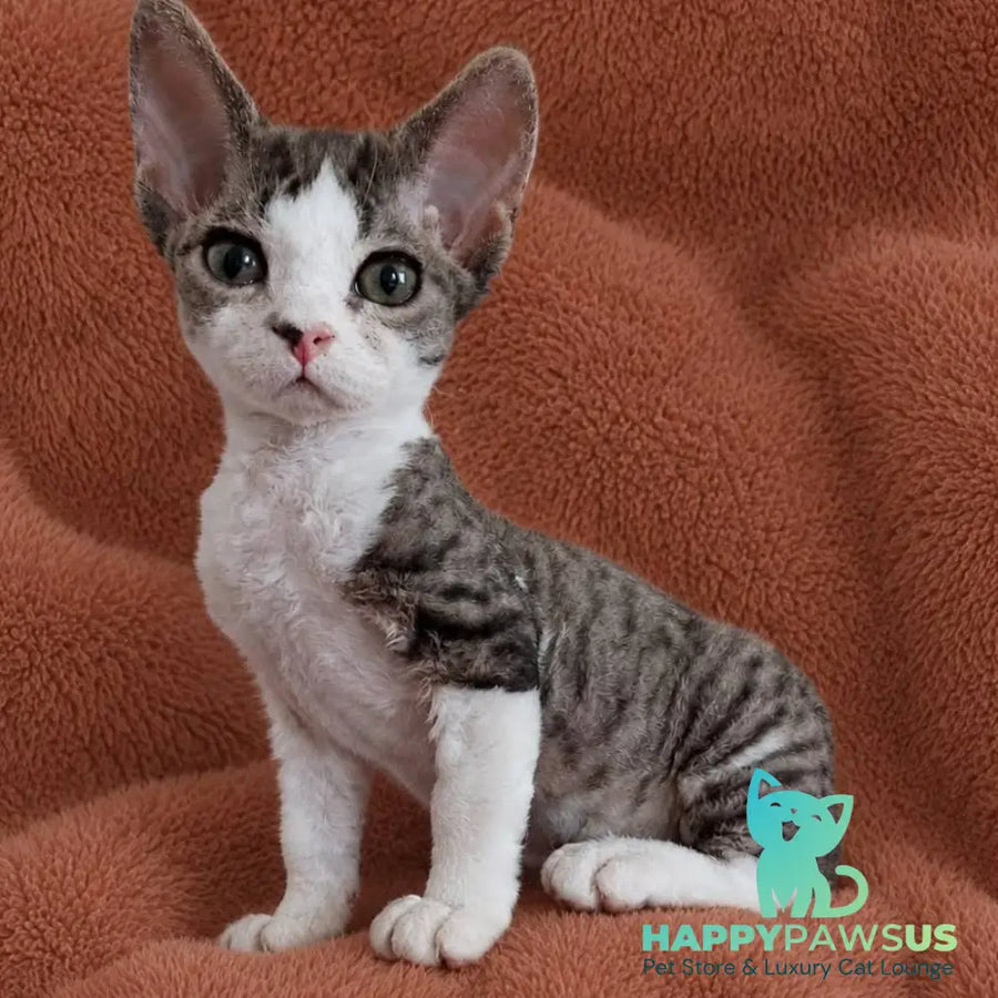 Luna Devon Rex female black bicolour tabby - live animals
