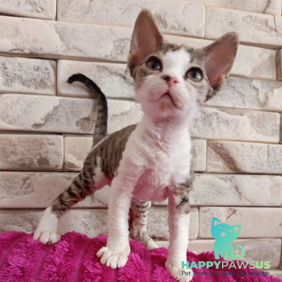 Luna Devon Rex female black bicolour tabby - live animals