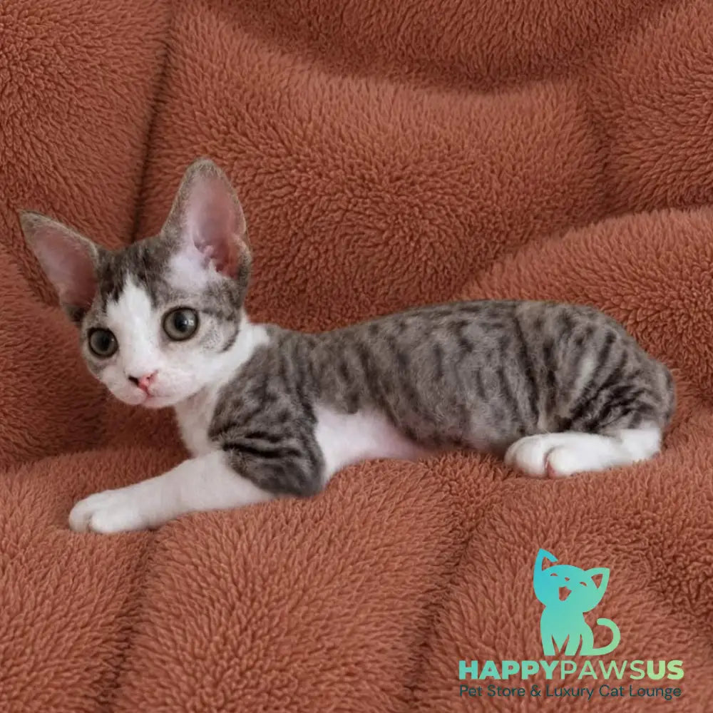 Luna Devon Rex female black bicolour tabby - live animals