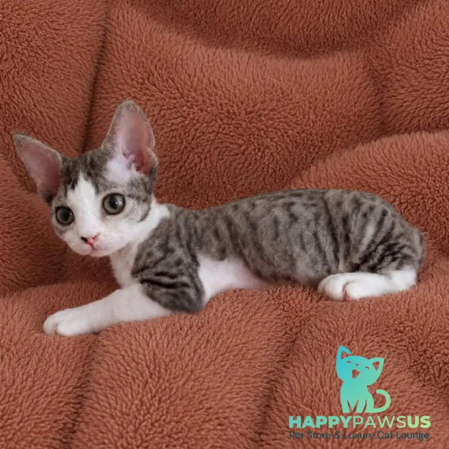 Luna Devon Rex female black bicolour tabby - live animals