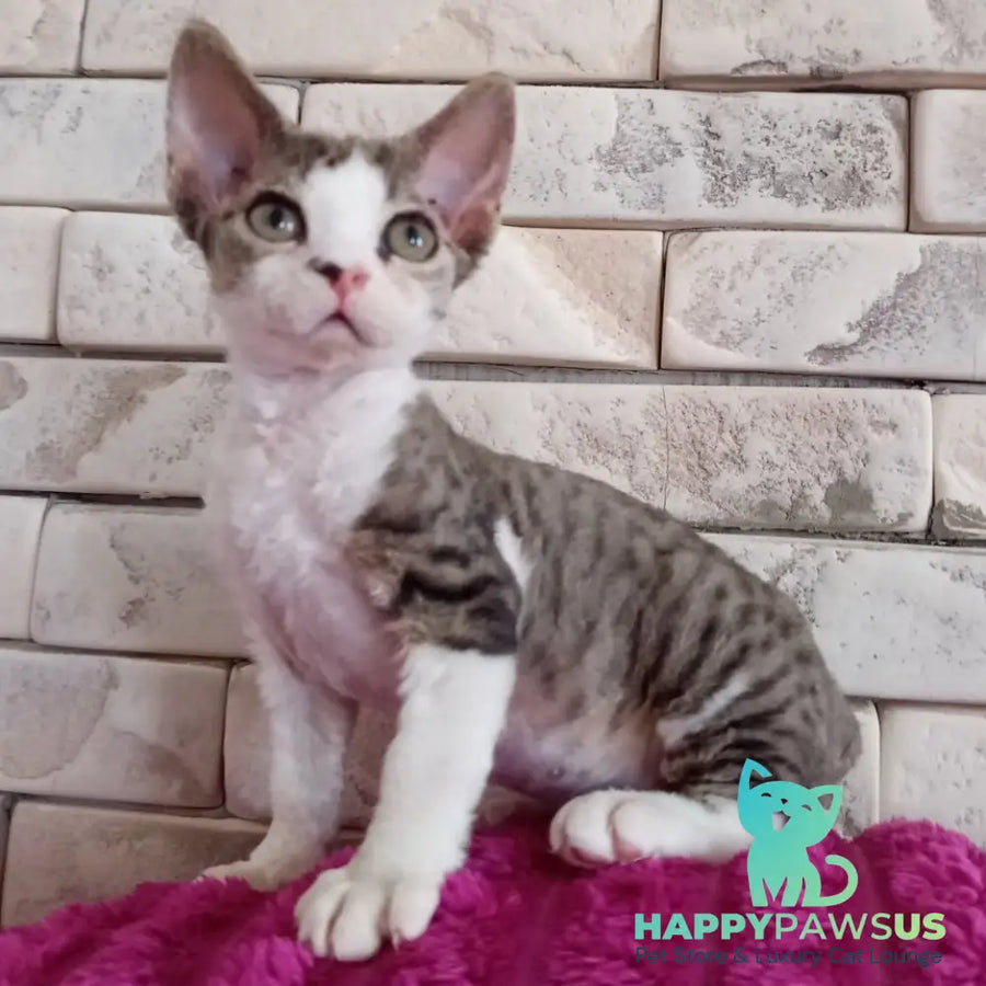 Luna Devon Rex female black bicolour tabby - live animals