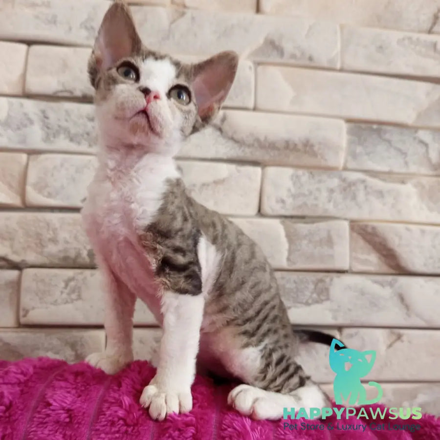 Luna Devon Rex female black bicolour tabby - live animals
