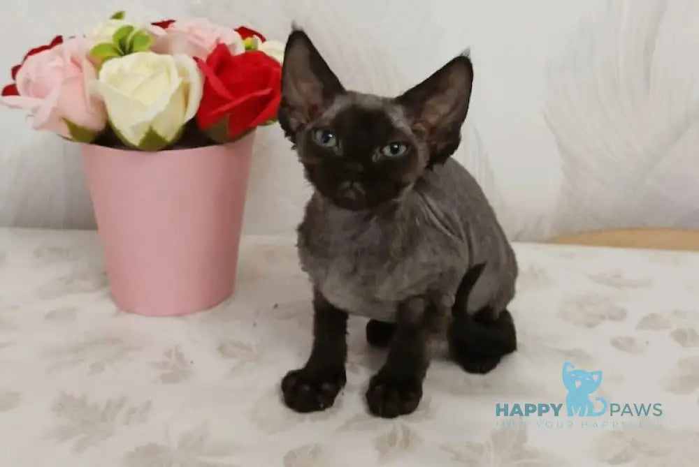 Luna Devon Rex female black live animals