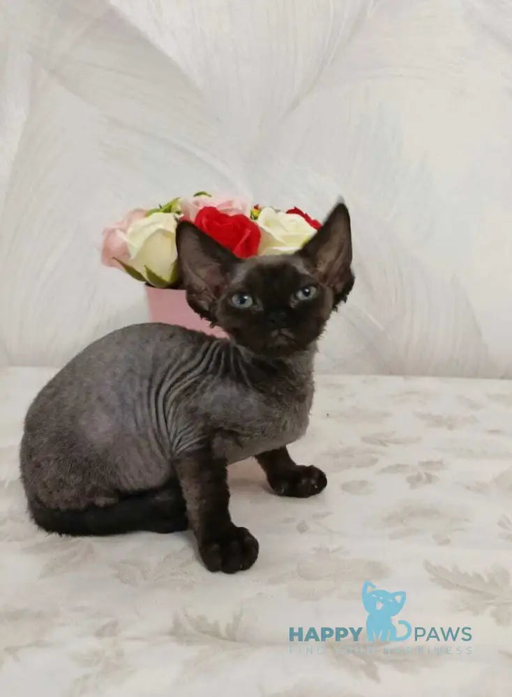 Luna Devon Rex female black live animals
