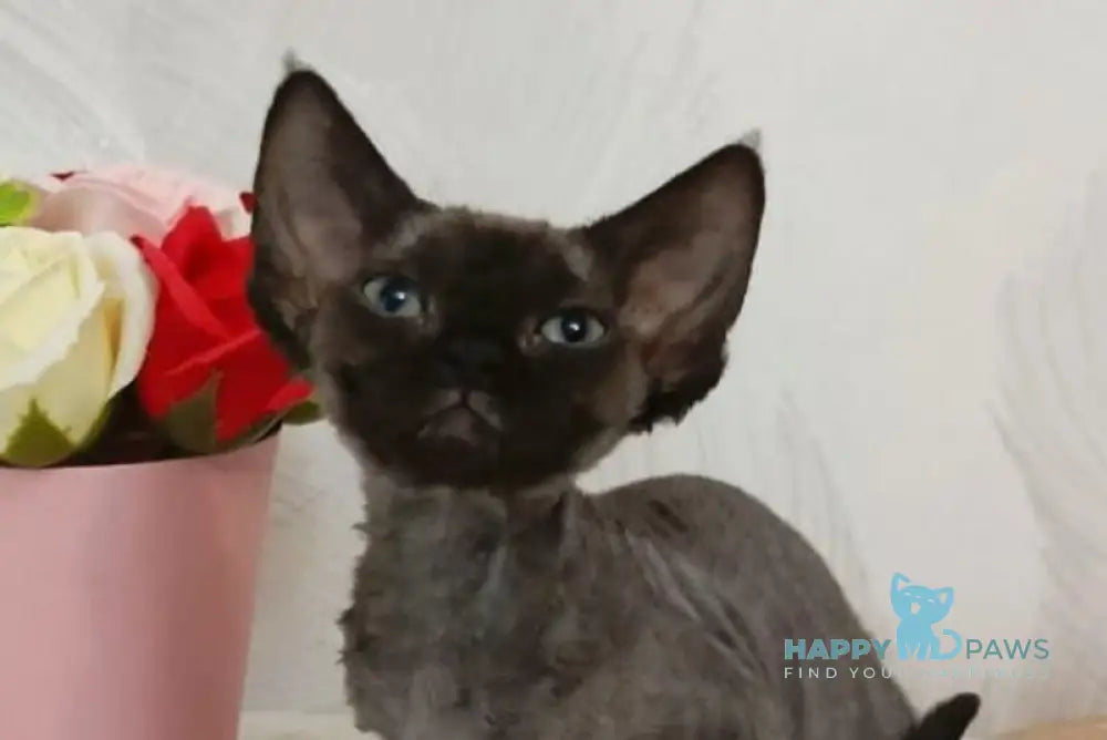 Luna Devon Rex female black live animals