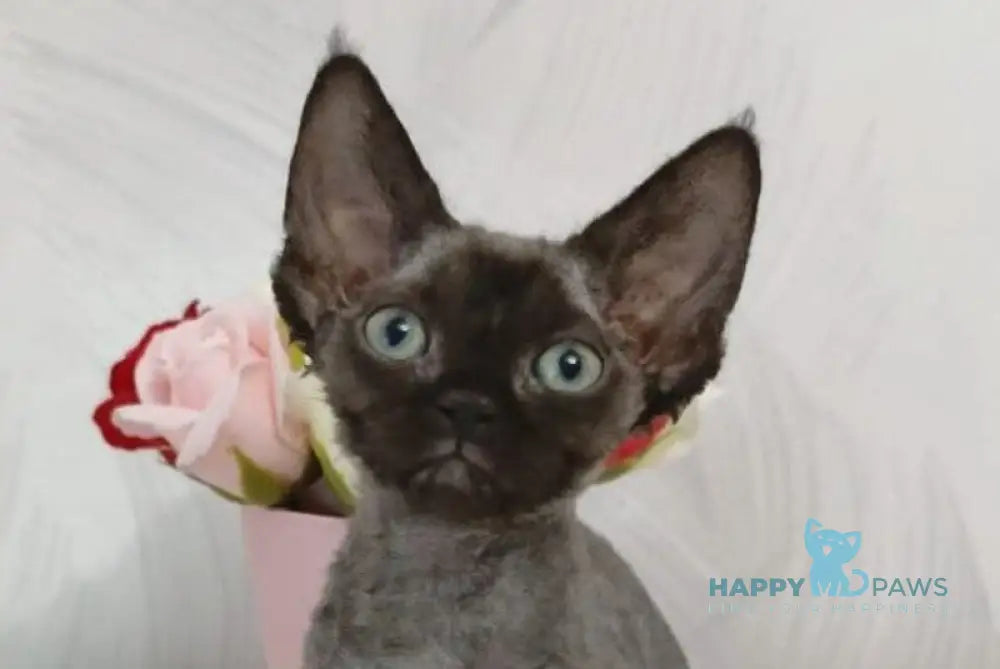 Luna Devon Rex female black live animals