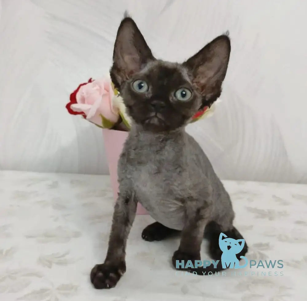 Luna Devon Rex female black live animals