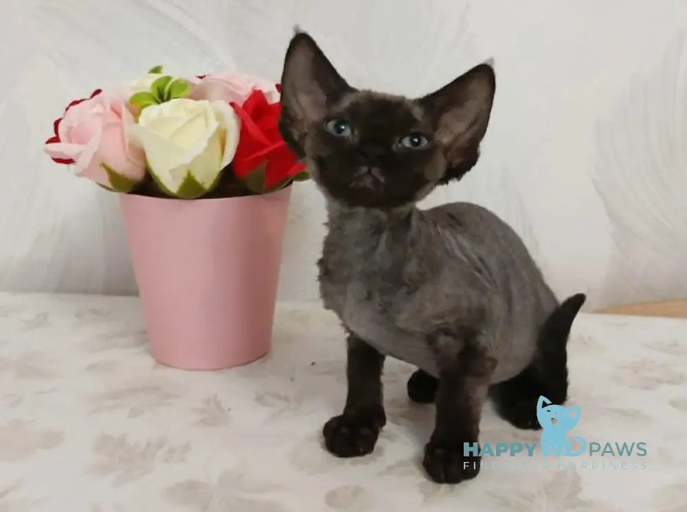 Luna Devon Rex female black live animals