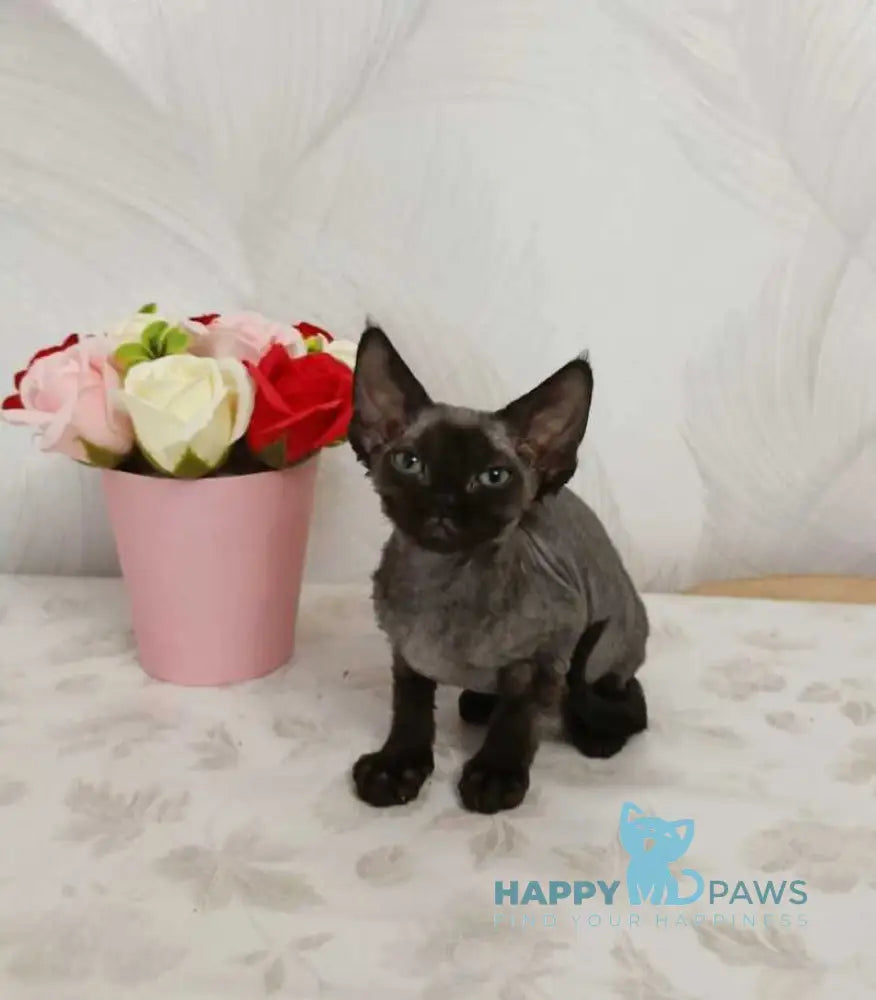 Luna Devon Rex female black live animals