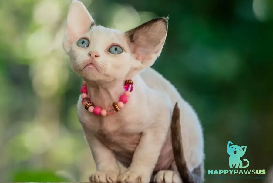 Luna Devon Rex female black van pointed - live animals