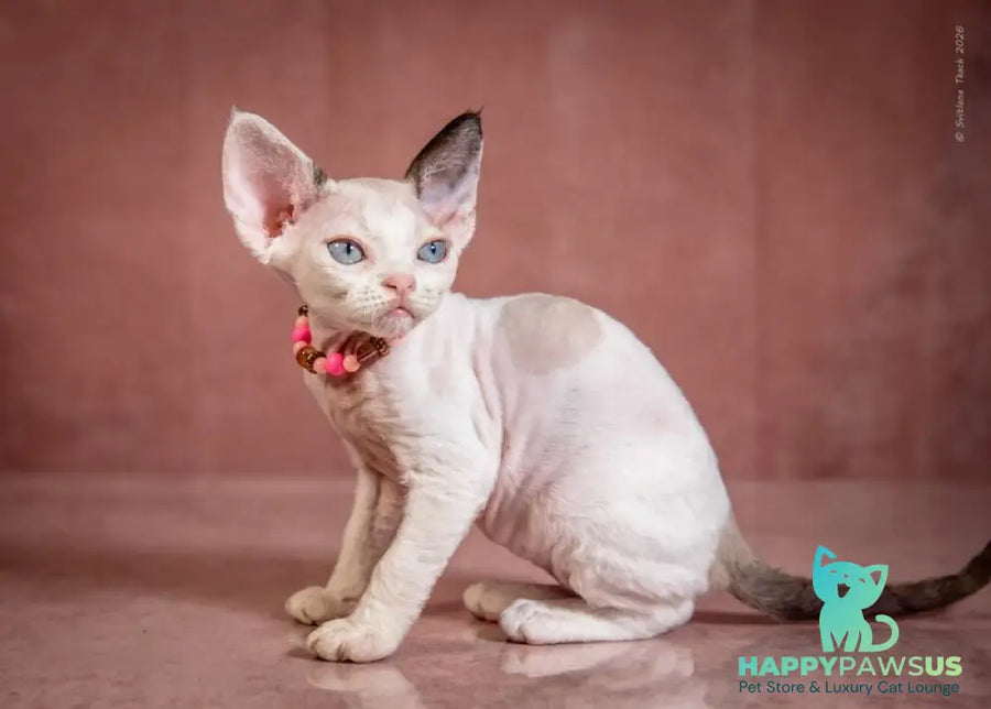 Luna Devon Rex female black van pointed - live animals