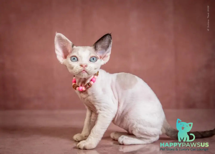 Luna Devon Rex female black van pointed - live animals