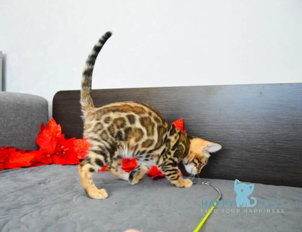 Luna Gold Bengal female black spotted tabby live animals
