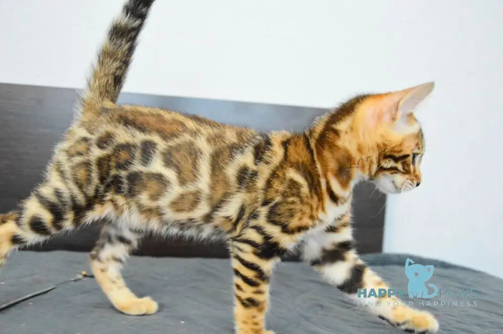 Luna Gold Bengal female black spotted tabby live animals