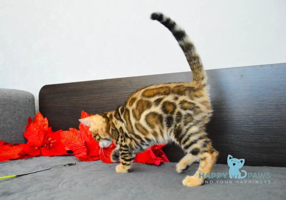 Luna Gold Bengal female black spotted tabby live animals