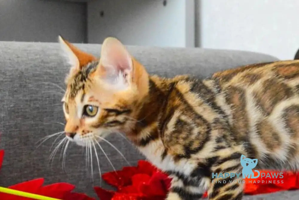 Luna Gold Bengal female black spotted tabby live animals
