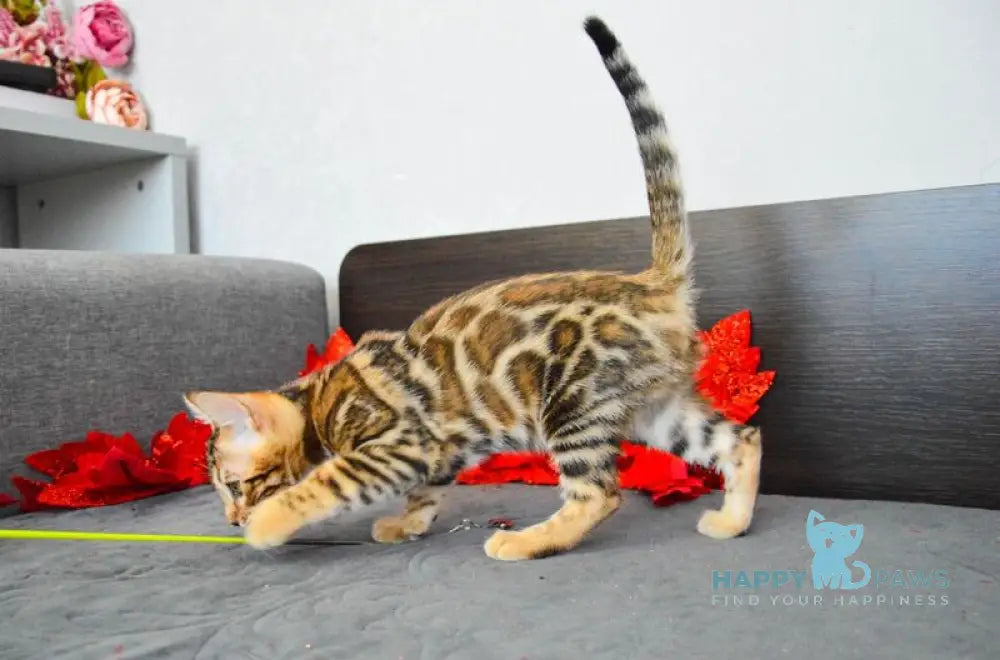 Luna Gold Bengal female black spotted tabby live animals