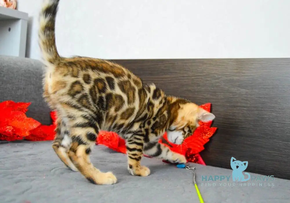 Luna Gold Bengal female black spotted tabby live animals