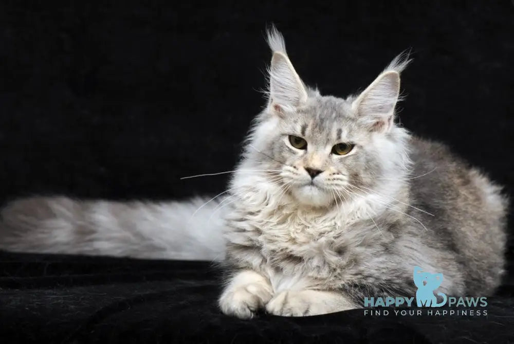 Luna Maine Coon female black silver ticked tabby live animals