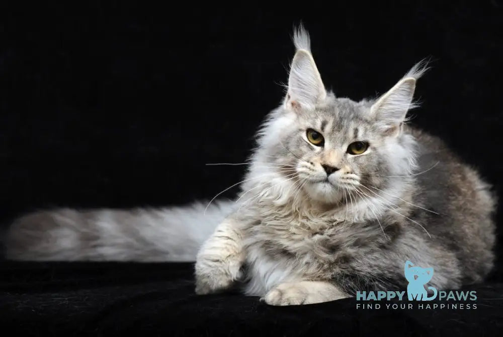 Luna Maine Coon female black silver ticked tabby live animals