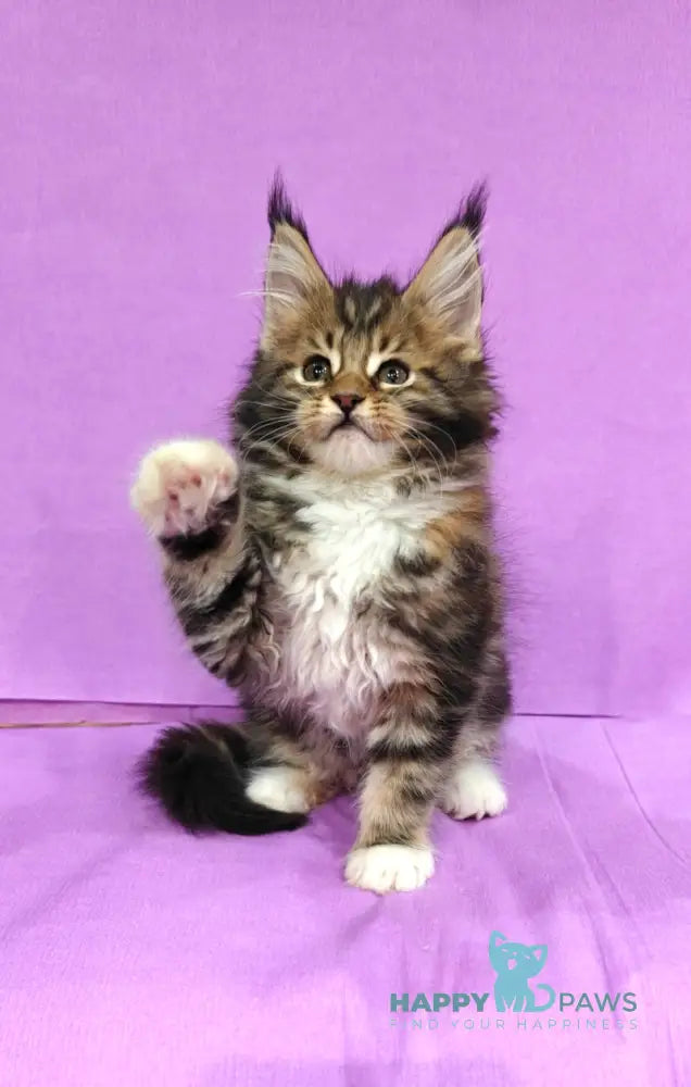Luna Maine Coon female black tortie tabby with white live animals