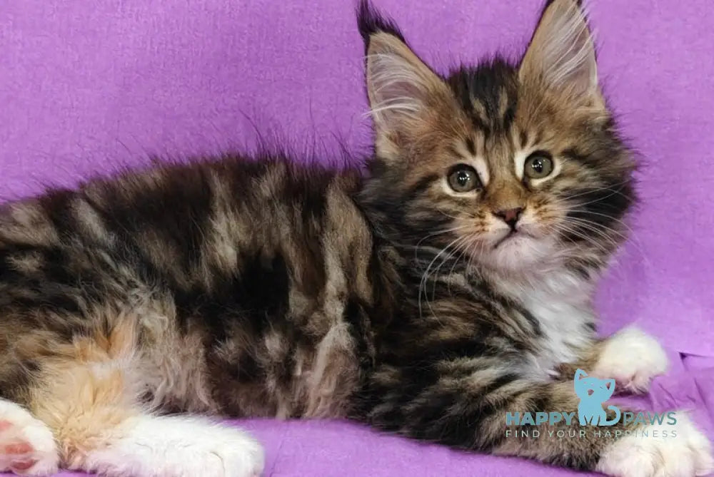 Luna Maine Coon female black tortie tabby with white live animals
