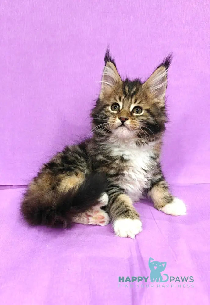 Luna Maine Coon female black tortie tabby with white live animals