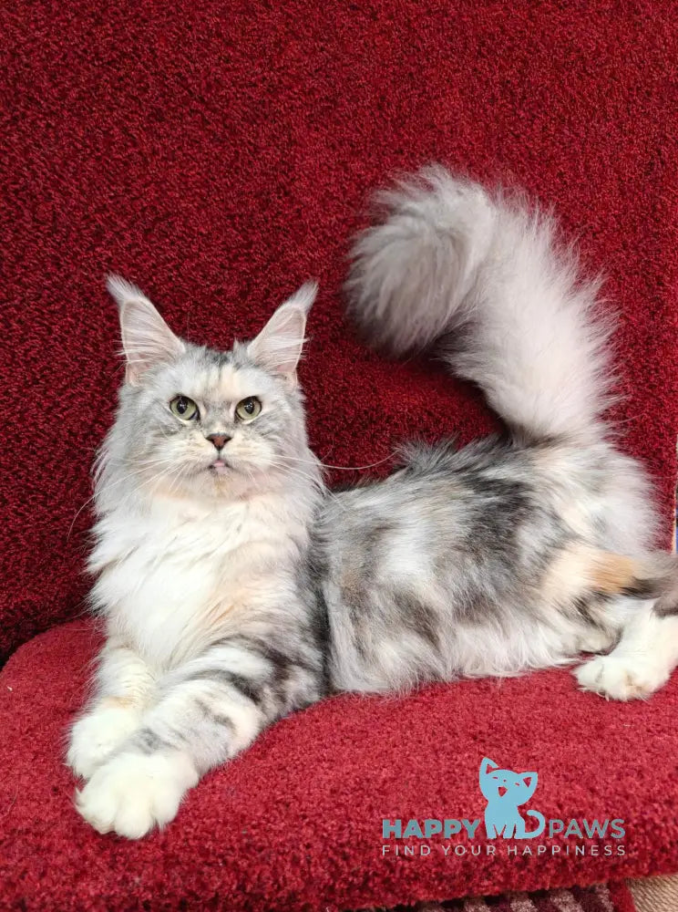 Luna Maine Coon female black tortie tabby with white live animals