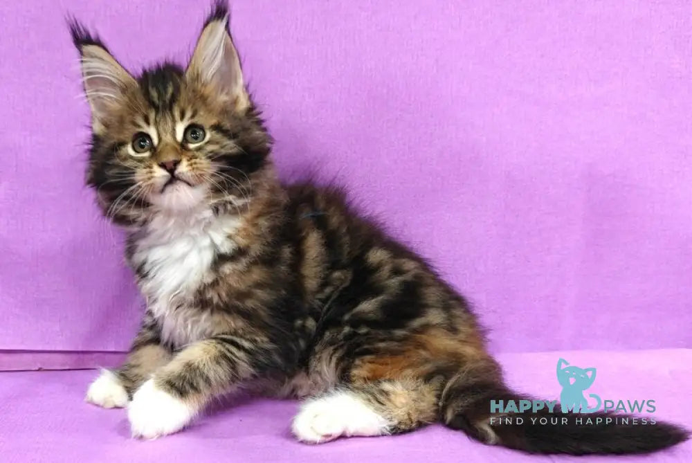 Luna Maine Coon female black tortie tabby with white live animals