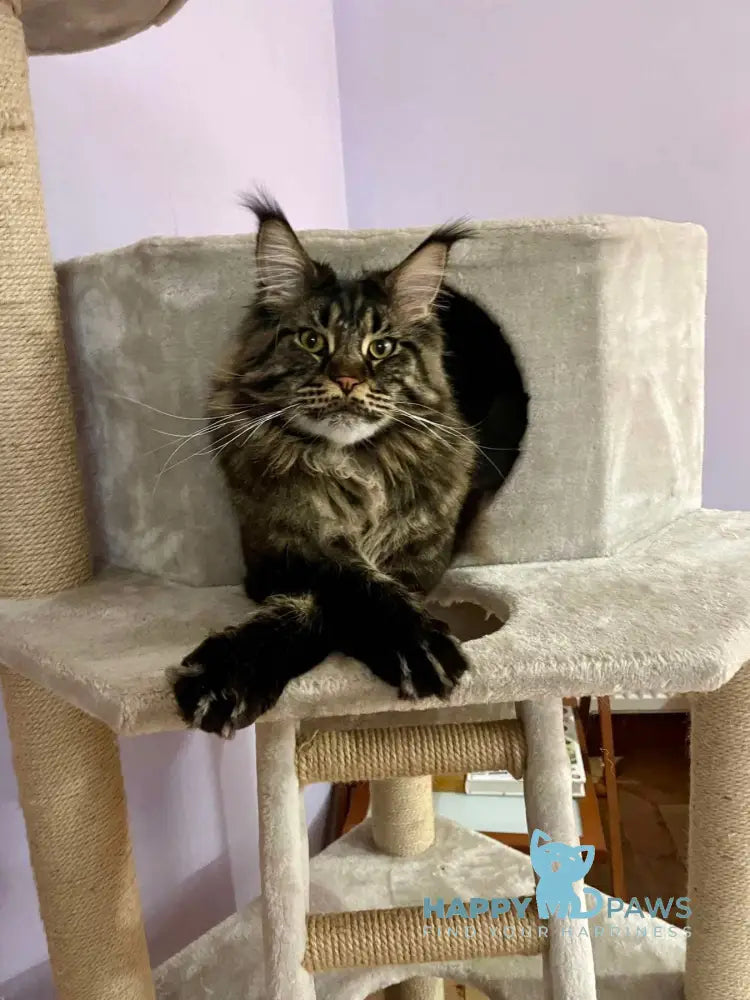 Luna Maine Coon female black tortie tabby with white live animals