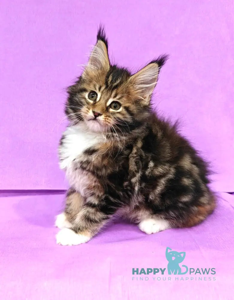Luna Maine Coon female black tortie tabby with white live animals