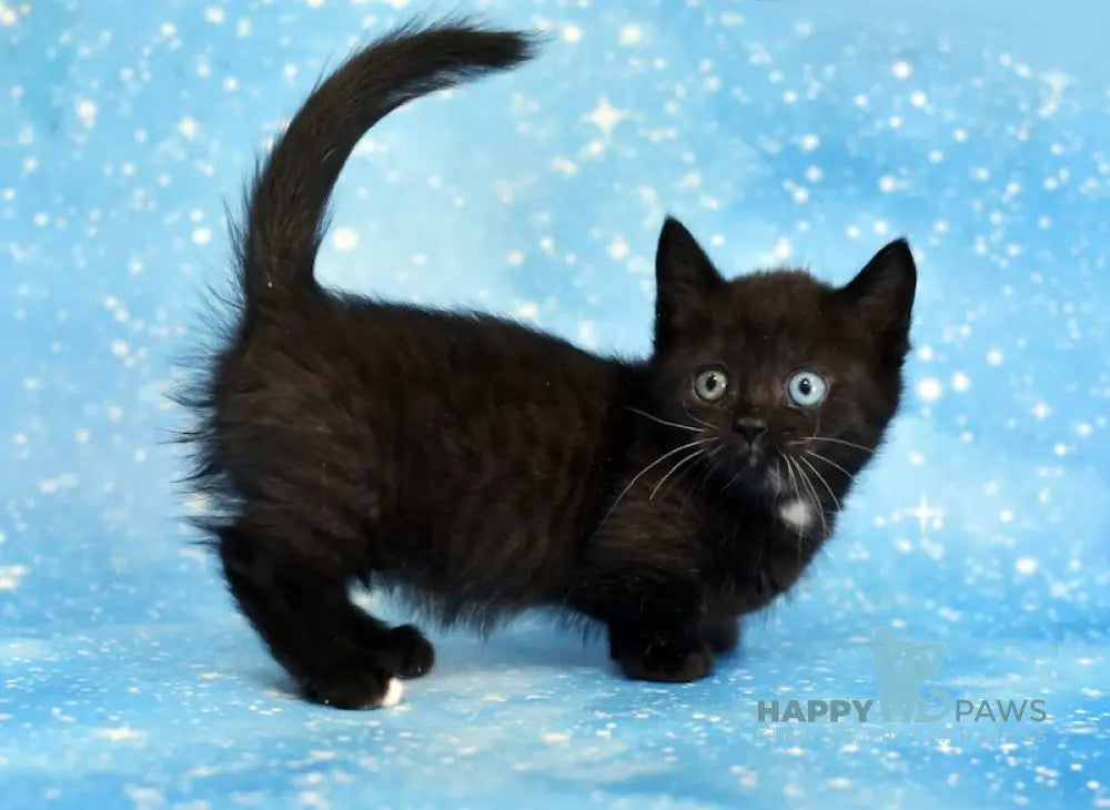Luna Munchkin female black live animals