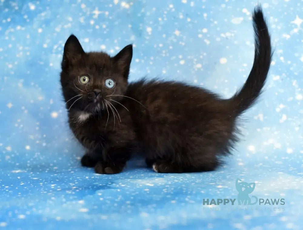 Luna Munchkin female black live animals