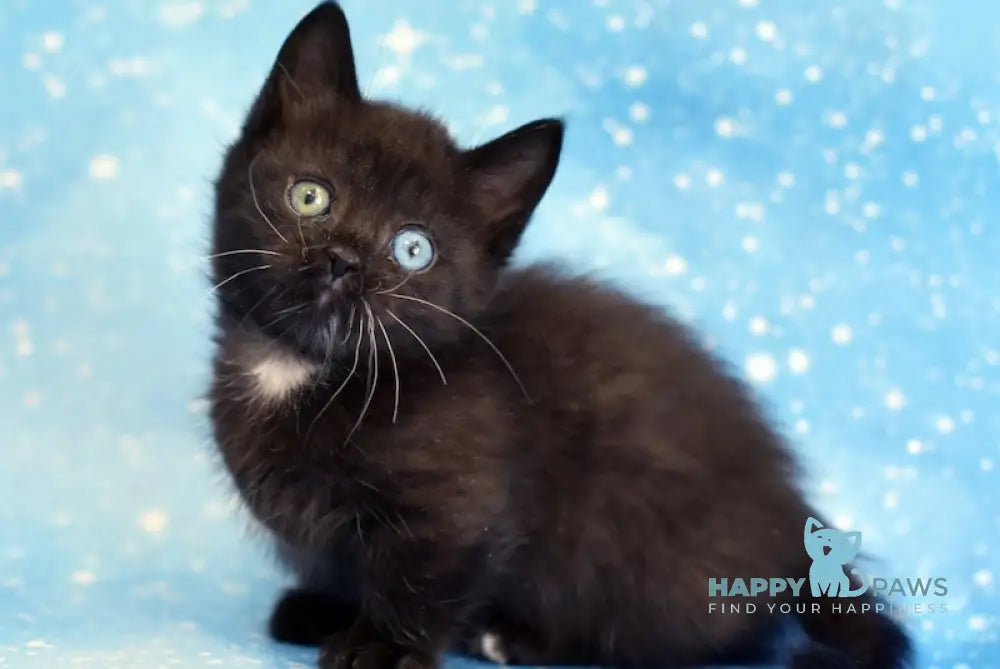 Luna Munchkin female black live animals
