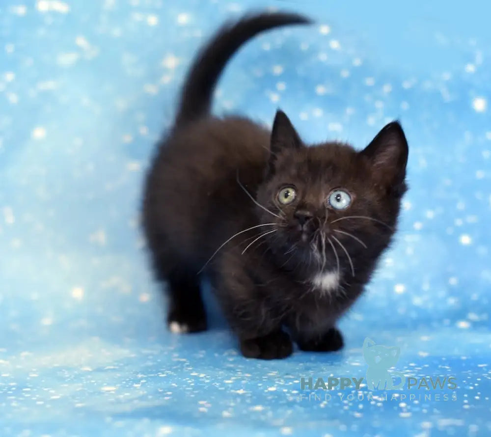 Luna Munchkin female black live animals