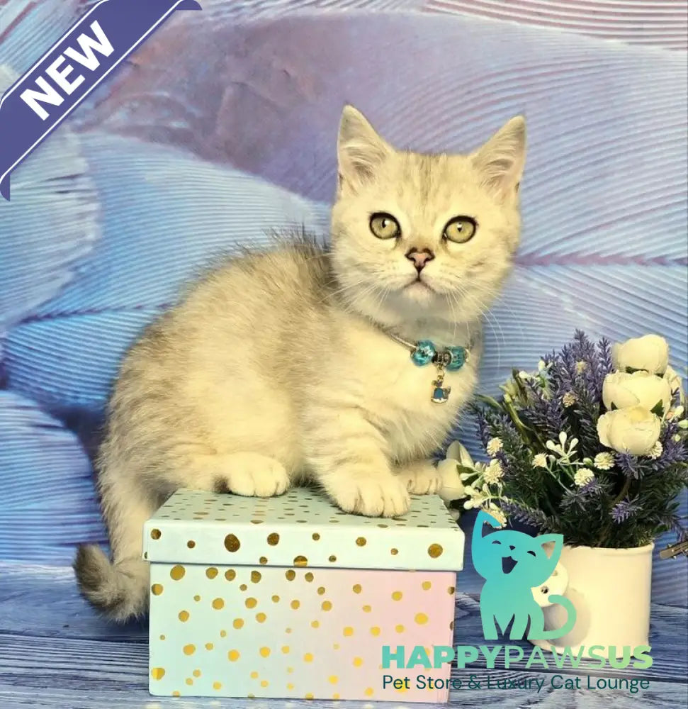 Luna Munchkin female black silver spotted tabby - live animals