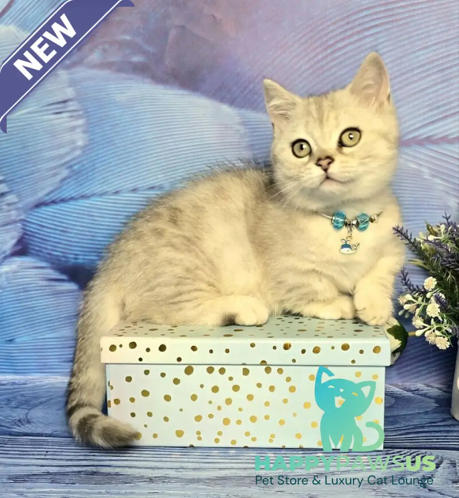 Luna Munchkin female black silver spotted tabby - live animals