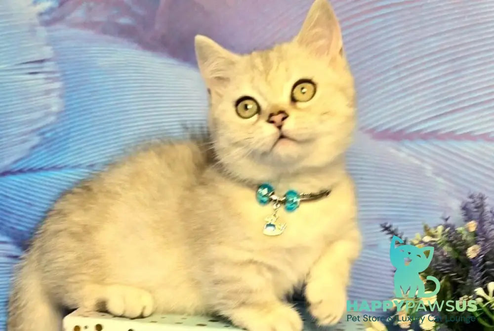 Luna Munchkin female black silver spotted tabby - live animals