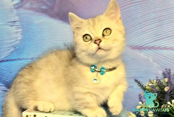 Luna Munchkin female black silver spotted tabby - live animals