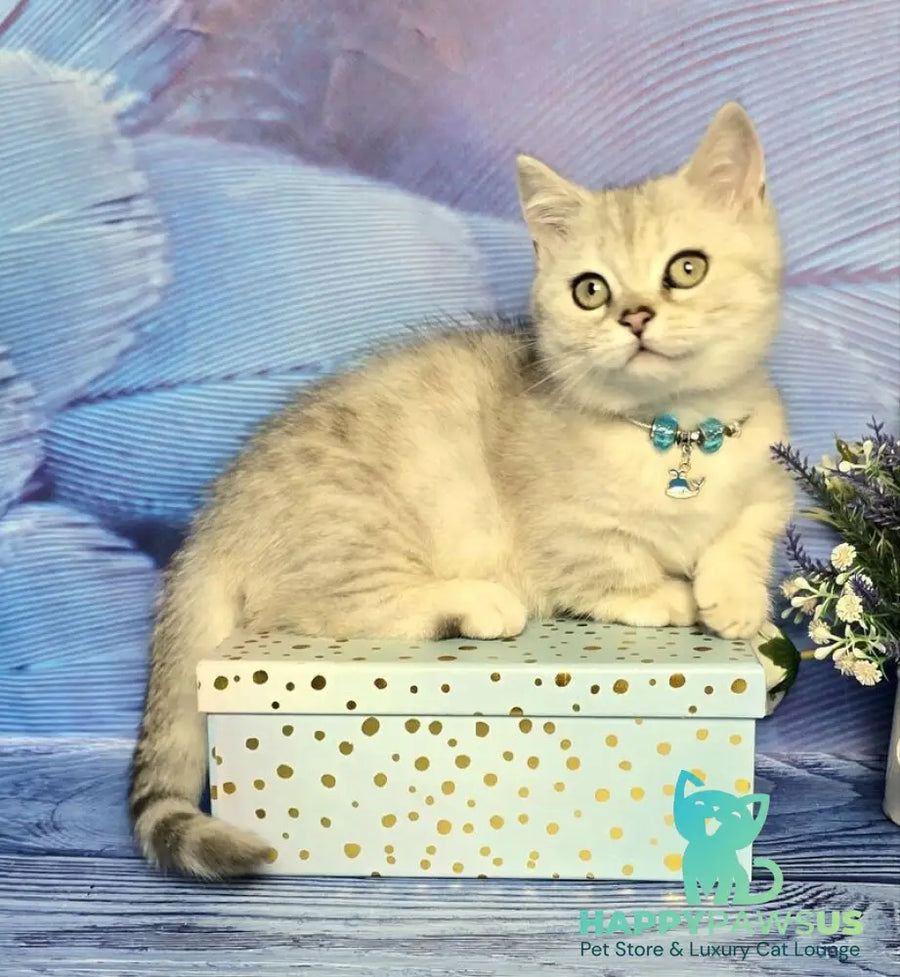Luna Munchkin female black silver spotted tabby - live animals