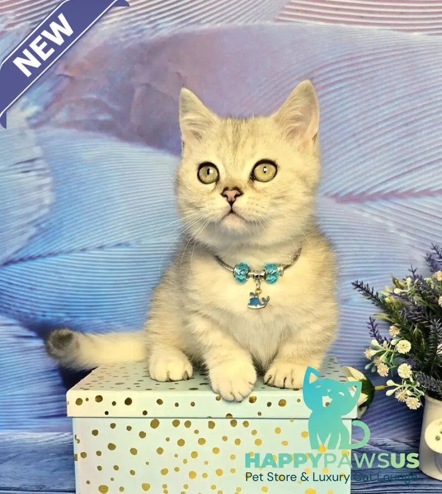 Luna Munchkin female black silver spotted tabby - live animals
