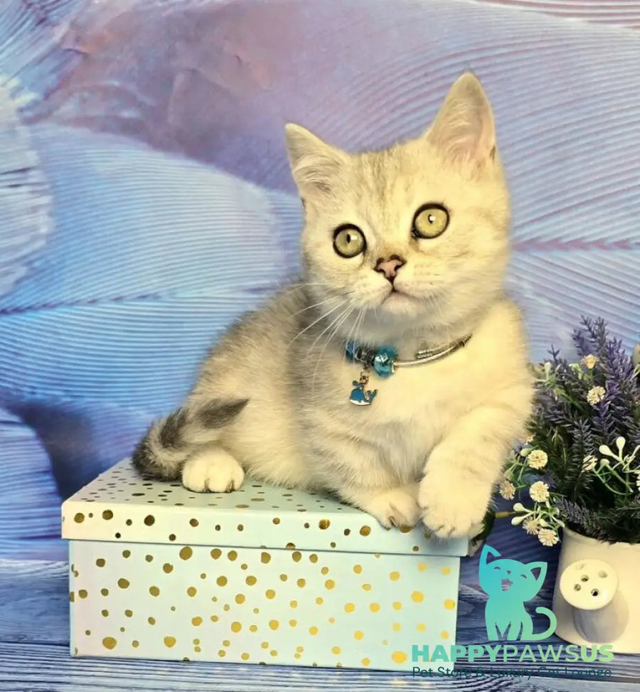 Luna Munchkin female black silver spotted tabby - live animals