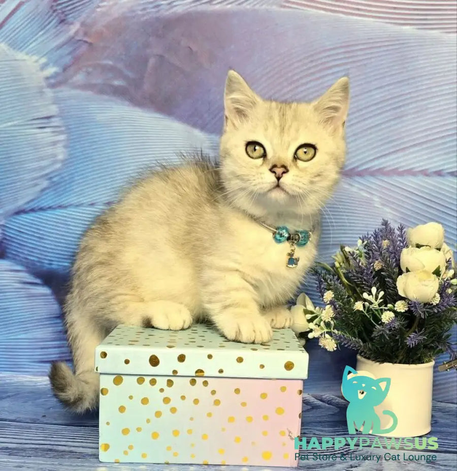Luna Munchkin female black silver spotted tabby - live animals